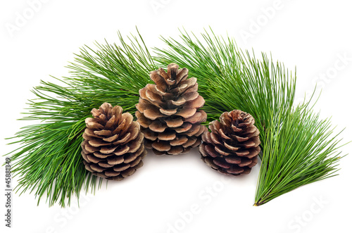 Three cones with green branches on a white background