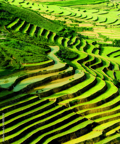 terraced rice field in sunshine, Yen Bai, Vietnam #45882143