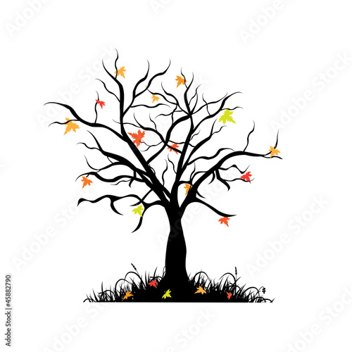 Autumn maple  tree