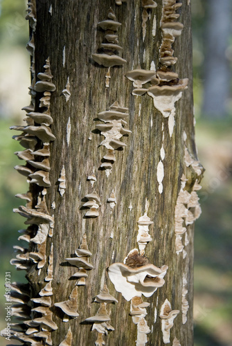 tree-trunk-mushroom