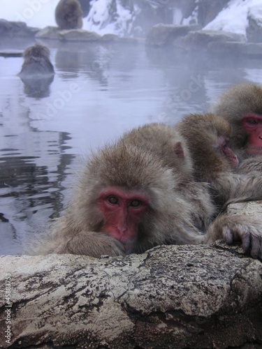 日本猿の入浴 © mname