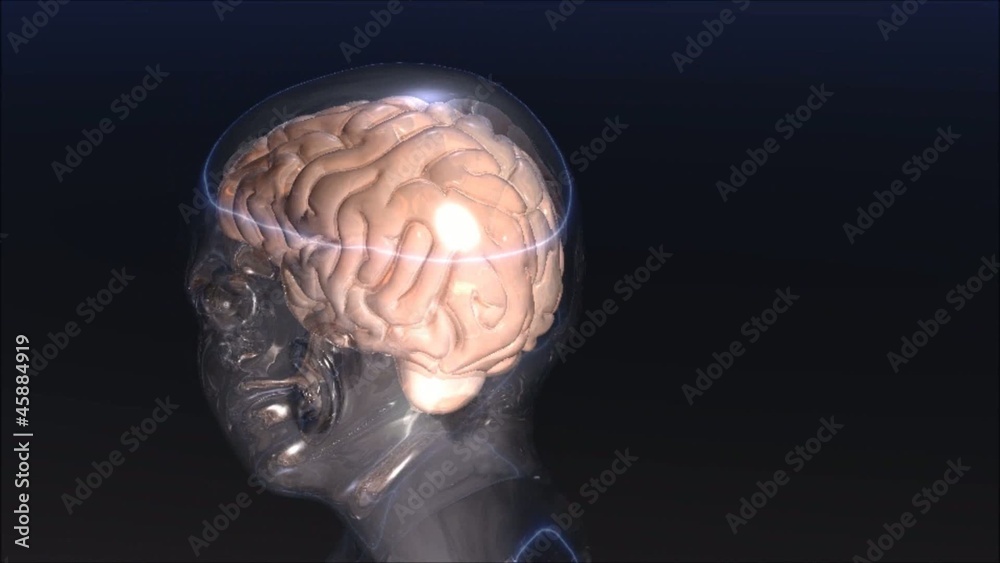 Human Brain