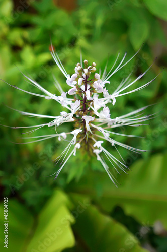 Orthosiphon Stamineus Herbs - Malaysia Misai Kucing Herbs