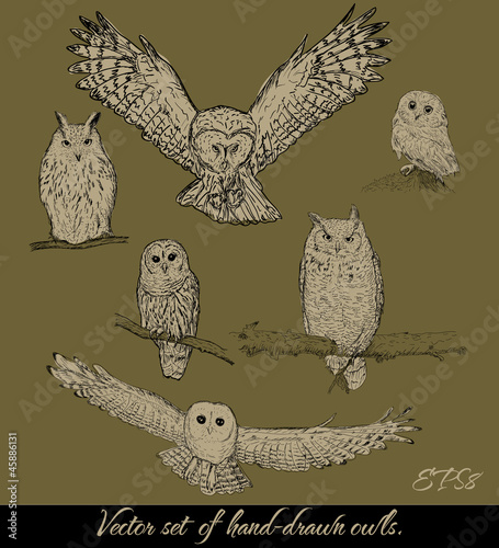 Set of isolated owls