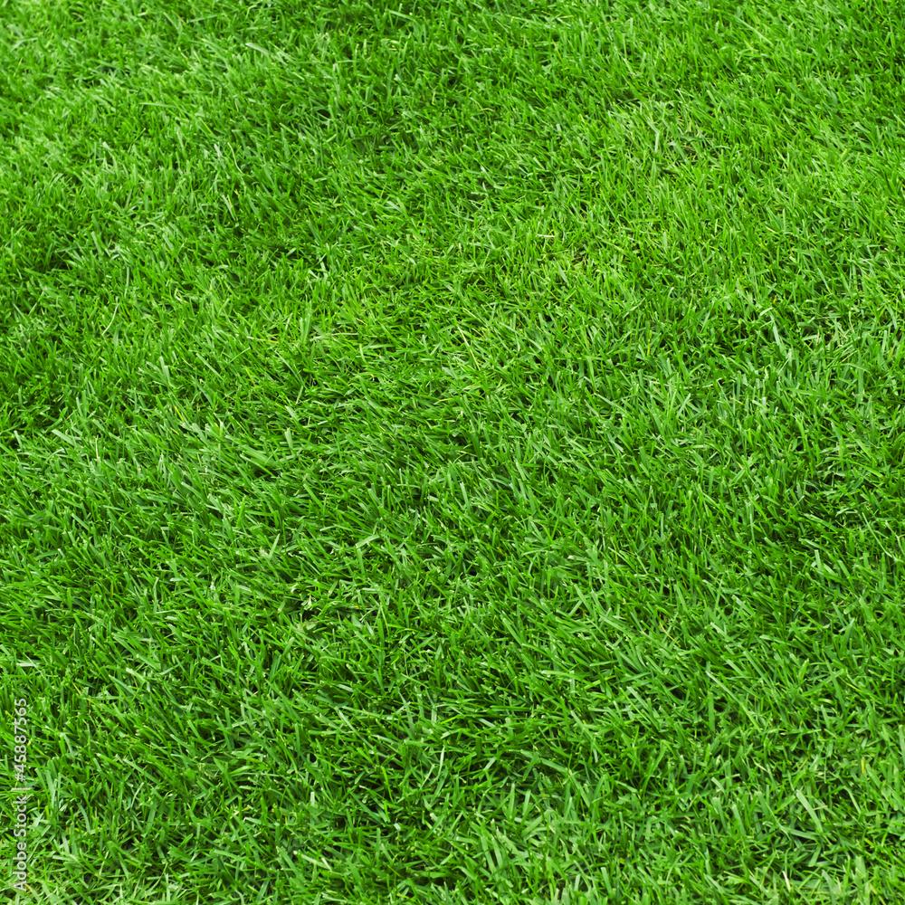 Green grass background texture Green grass background texture