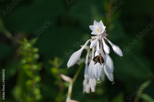 Small brown moth on a flower