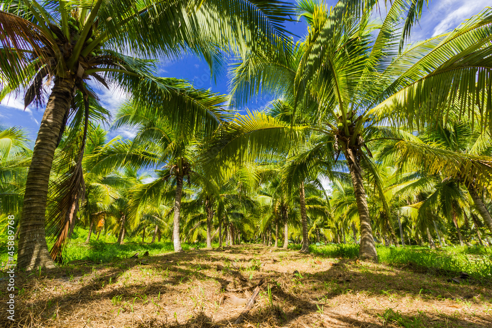 Fototapeta premium Field of coconut trees