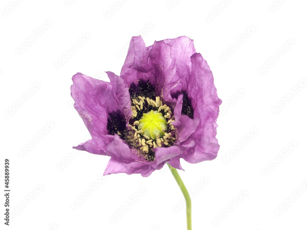 Obraz premium purple poppy flower