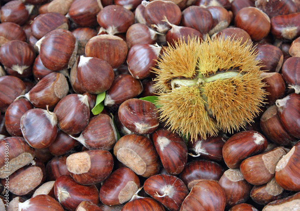 chestnut and a pungent Hedgehog with the fruit inside chestnut and a pungent Hedgehog with the fruit inside