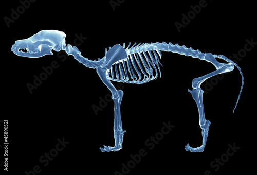 Fototapeta Naklejka Na Ścianę i Meble -  Skeleton of dog