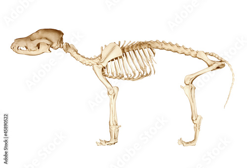 Fototapeta Naklejka Na Ścianę i Meble -  Seleton of dog