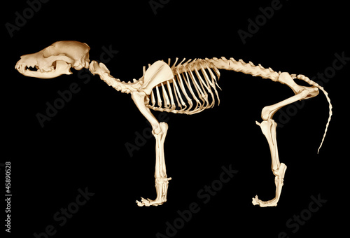 Fototapeta Naklejka Na Ścianę i Meble -  Skeleton of dog