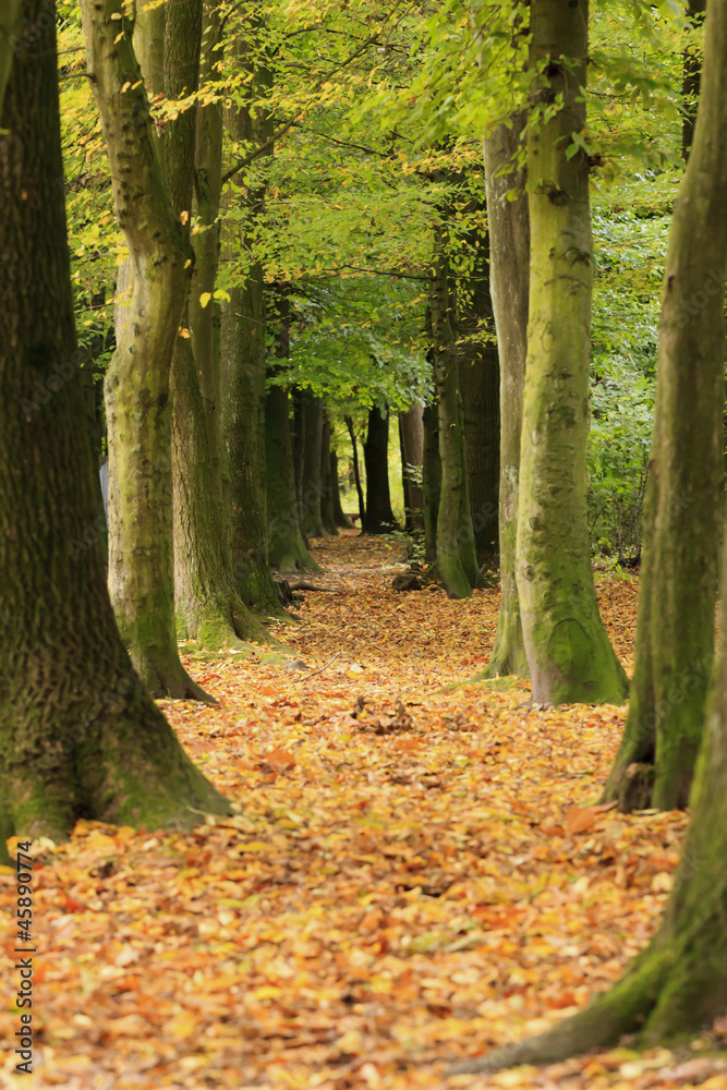 Fototapeta premium Yellow leaves on the alley in autumn forest