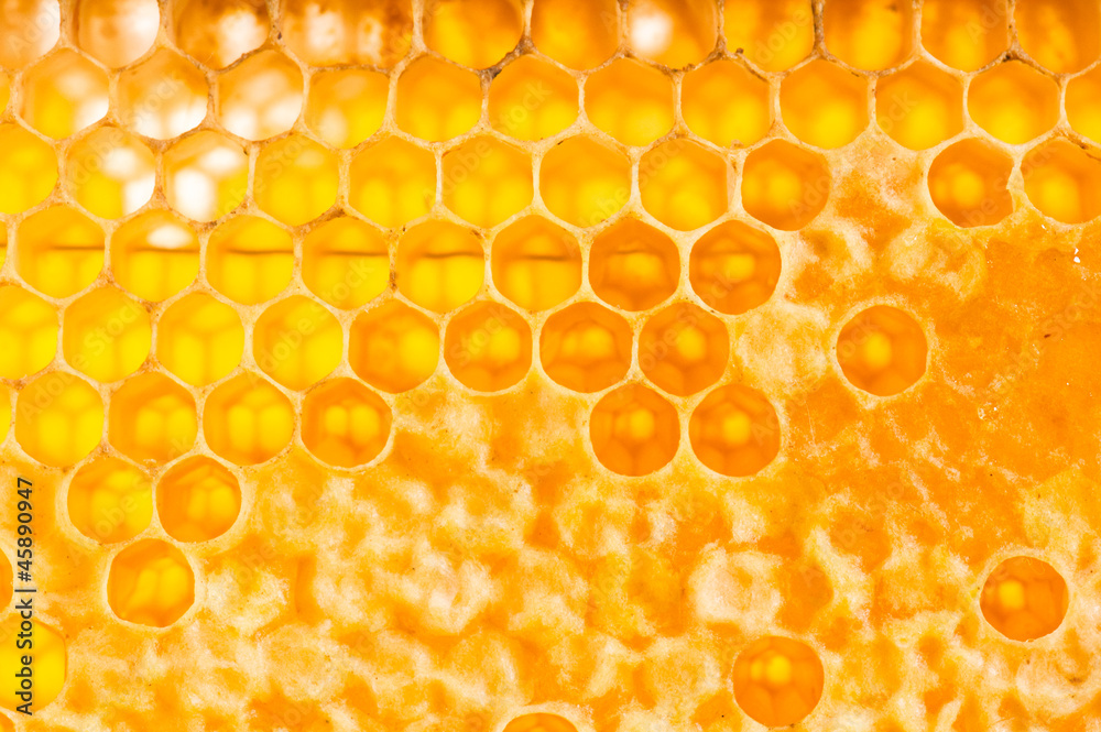 frame with honeycomb full of honey