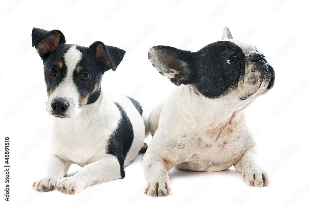 french bulldog and jack russel terrier french bulldog and jack russel terrier