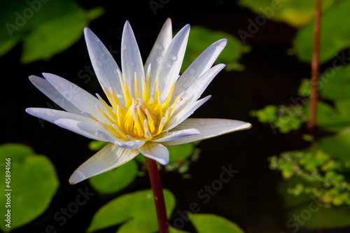 White lotus blooming on pond