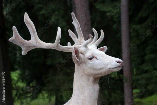 Weißer Hirsch