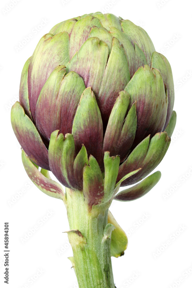Fototapeta premium Artichoke