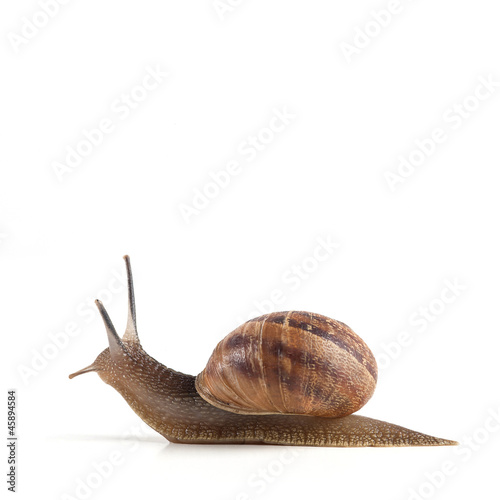 Garden snail isolated on white background.