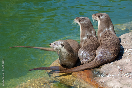 Drei Otter