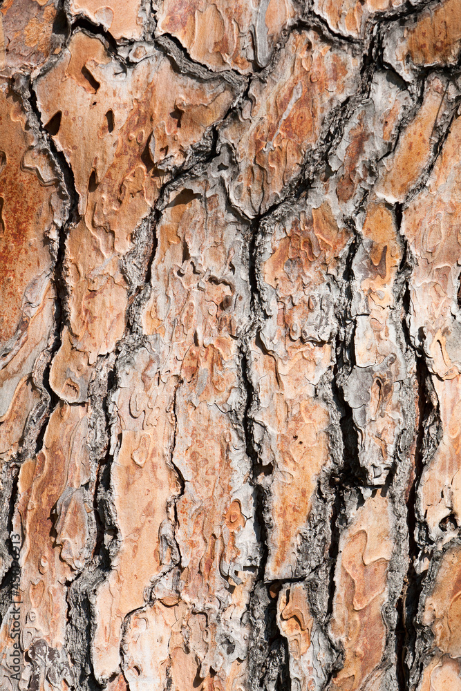 pine tree bark background pine tree bark background