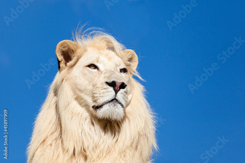 Head Shot Portait of Majestic White Lion against Blue Sky