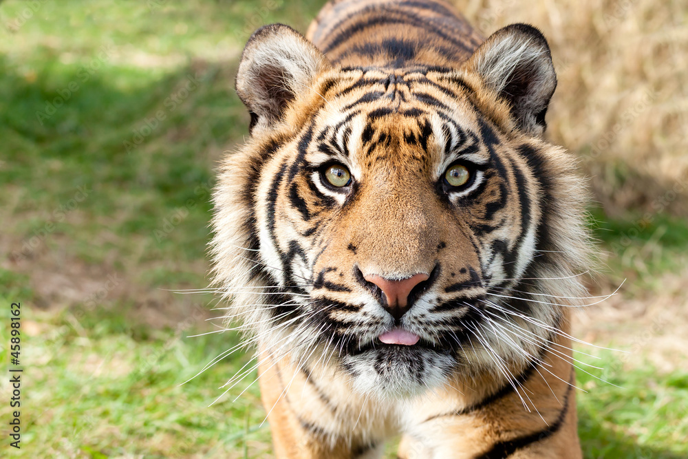 Close up Head Shot of Sumatran Tiger