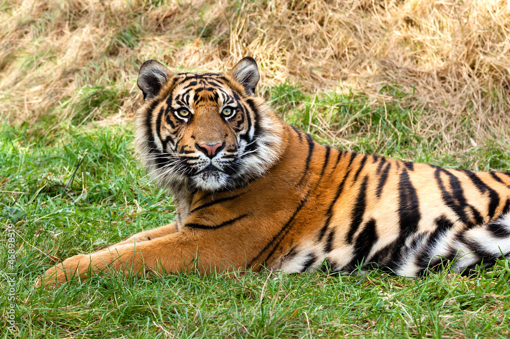 Obraz premium Curious Sumatran Tiger Lying in the Grass