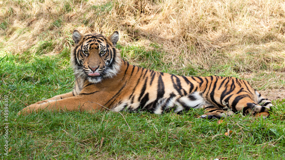 Fototapeta premium Sumatran Tiger Lying in the Grass