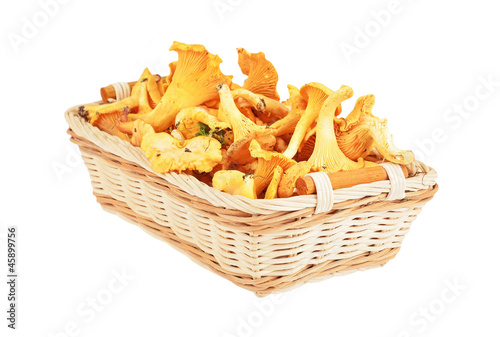 Chanterelle mushroom in basket, isolated on white background