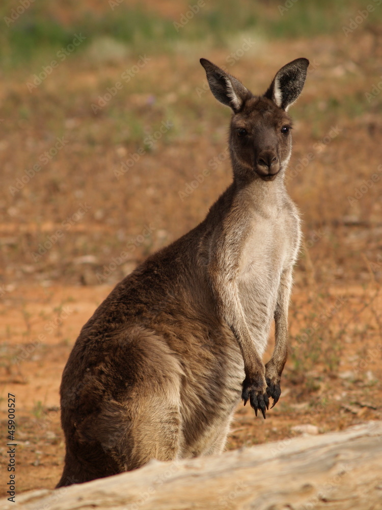 Kangaroo Kangaroo