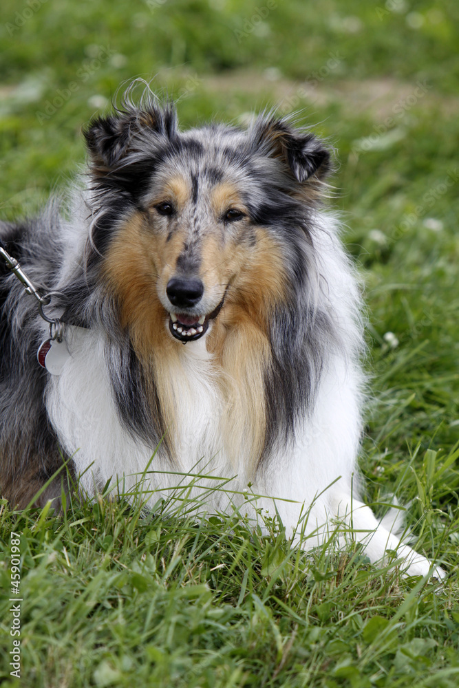 Langhaar Collie bei einer Hundeausstellung Langhaar Collie bei einer Hundeausstellung