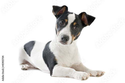 puppy jack russel terrier