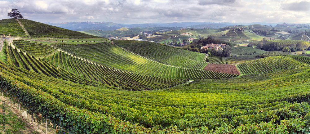 Fototapeta premium winnice we Włoszech