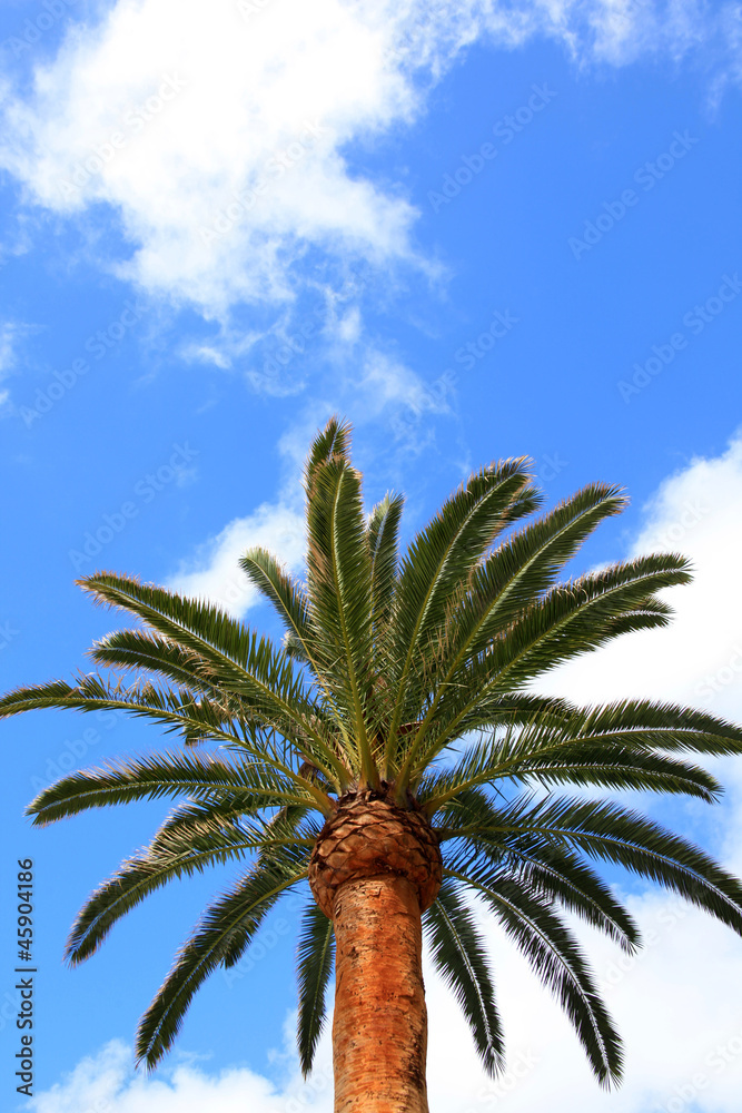 Tree, blue sky on background