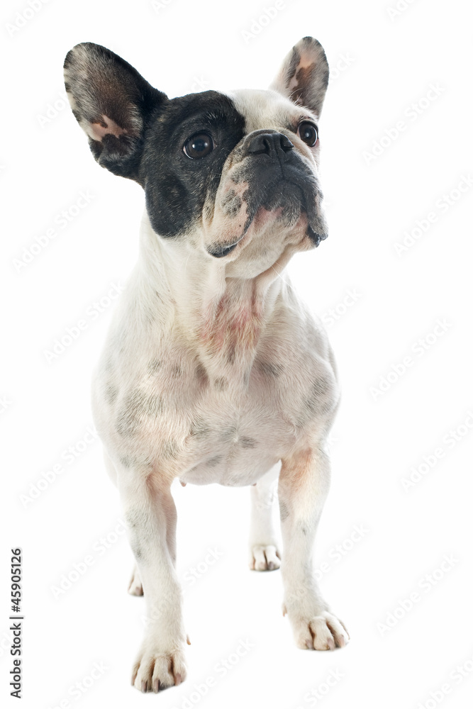 Fototapeta premium french bulldog