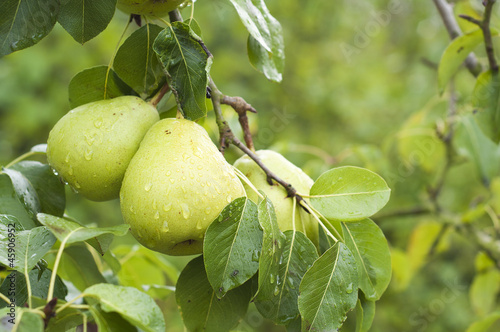two pears on pear tree branch with rain drops and green leaves