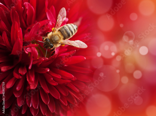 Flower with bee , defocused lights on background