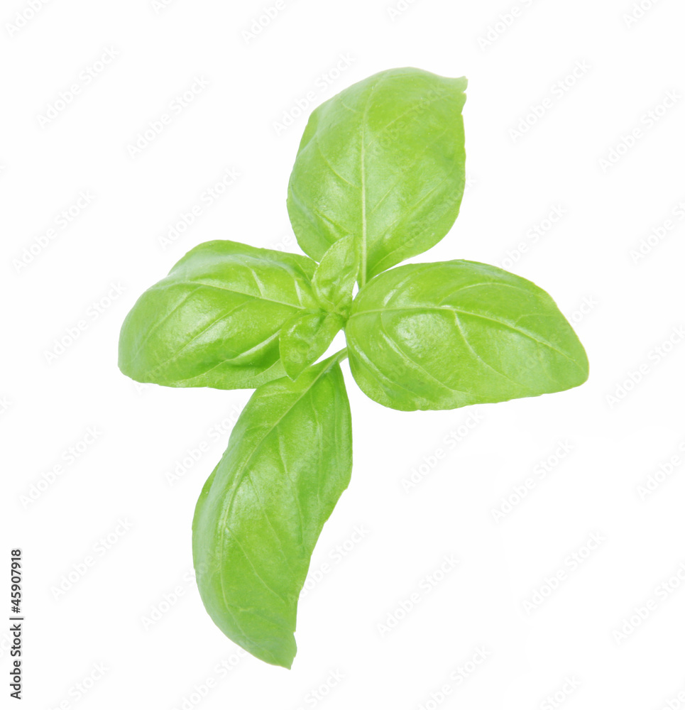 basilico basilico