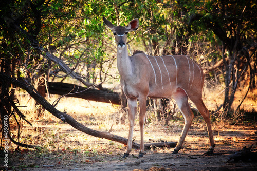 kudu portrait