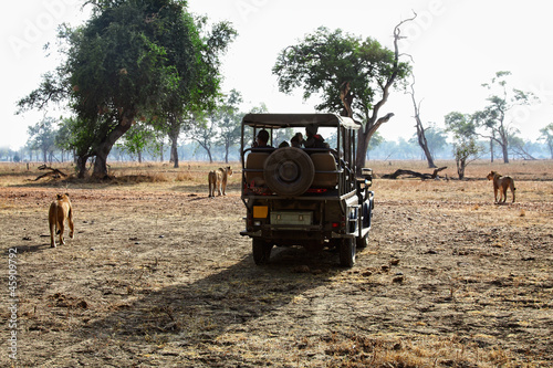 safari in zambia photo