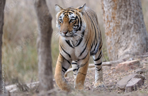 Bengal tiger walking through forest.