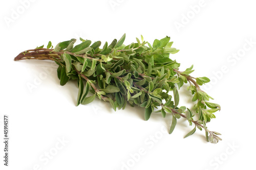 Fresh thyme twigs photo