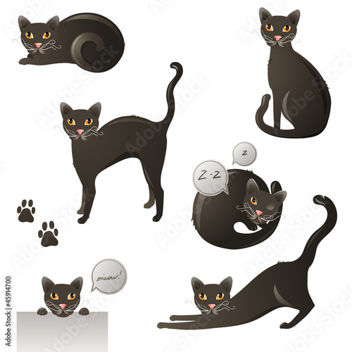 black cat