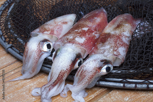 squids photo