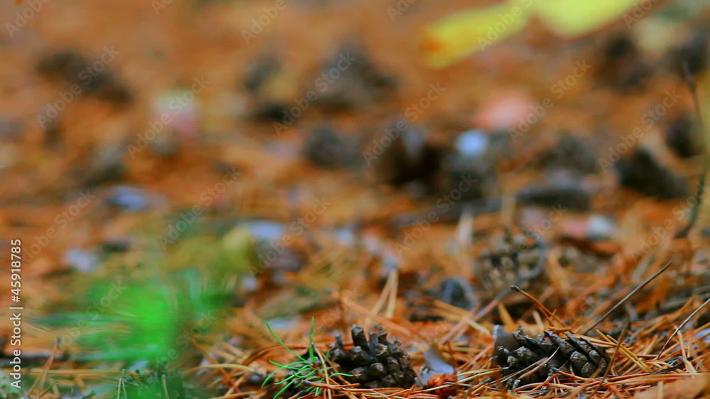 close-up of the forest