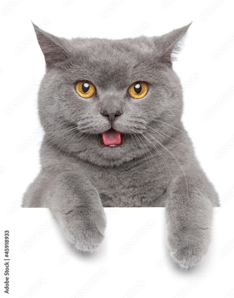 Portrait of British shorthair cat - obrazy, fototapety, plakaty 