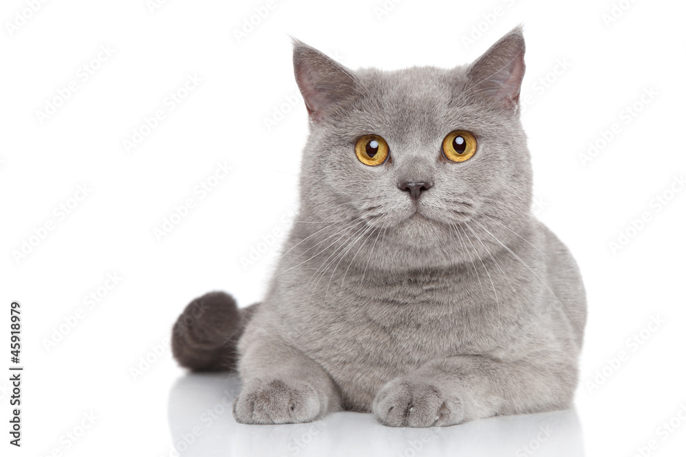 Fototapeta premium Portrait of British Shorthair cat
