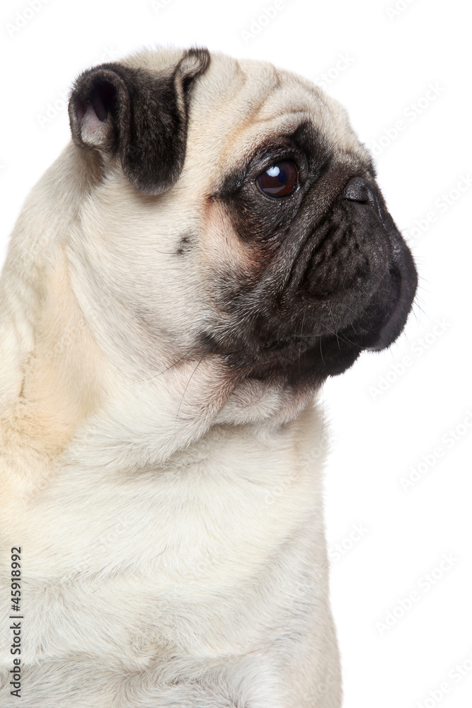 Pug dog, side portrait