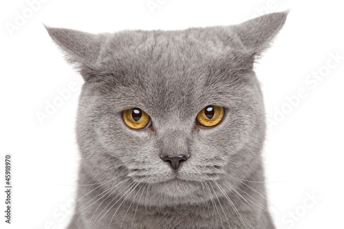 Fototapeta Naklejka Na Ścianę i Meble -  Angry British Shorthair cat